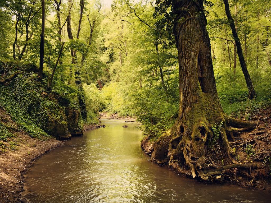 Gelişmiş Fotoğraf ve Video Galerisi